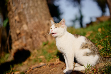 Naklejka na ściany i meble Portrait of shorthair white and grey cat at the park.
