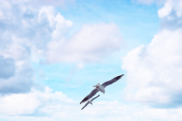 Large white seagulls fly against the sky