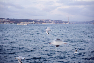 Seagull Istanbul, Bosporus, Turkey. Seagull flying over the sea against the backdrop of the city