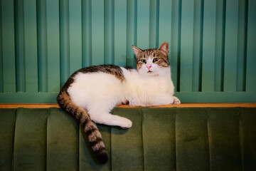 Portrait of shorthair white and grey cat at green sofa.