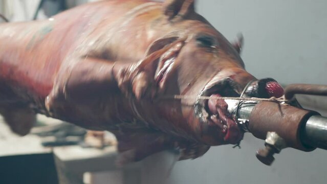 Fresh suckling pig on a skewer rotates over an open wood fire on a grill.