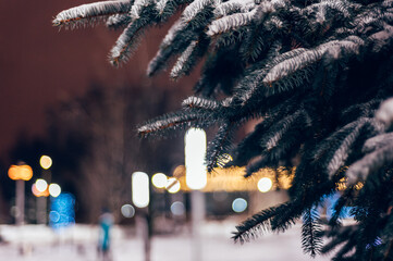 Christmas and New Year time, real pine trees with real snow, blurred background