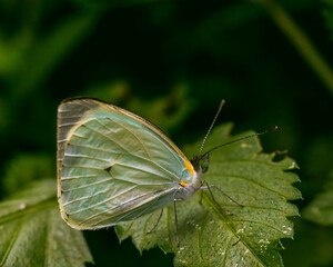 butterfly on leaf