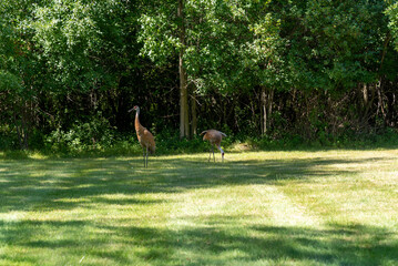 A Pair Of Sandhill Cranes Walking Near The Woods