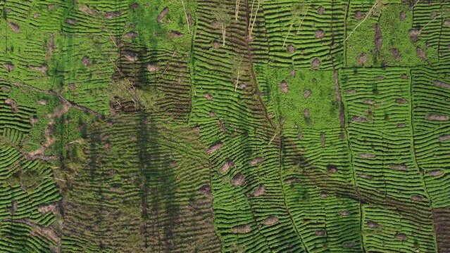 Vue aerienne foret Camerounaise - Cameroon forest near Bafoussam - Africa - taken by drone
