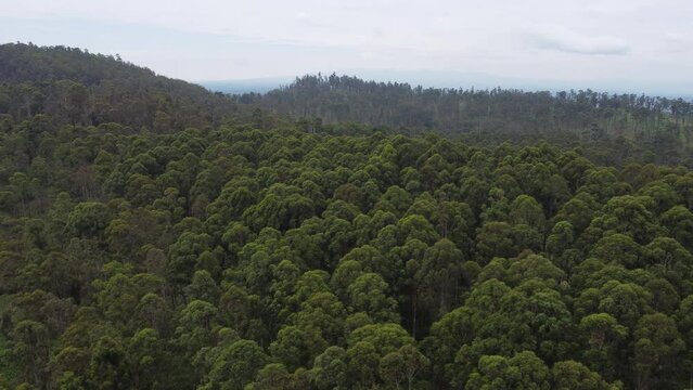 Vue aerienne foret Camerounaise 2 - Cameroon forest near Bafoussam - Africa - taken by drone