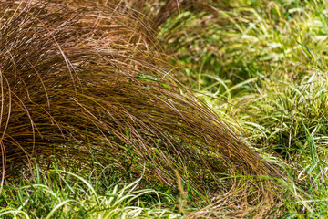 Bronze hair sedge - Latin name - Carex comans Bronze Form. Carex comans Bronze-Leaved (New Zealand Hair Sedge). Autumn.