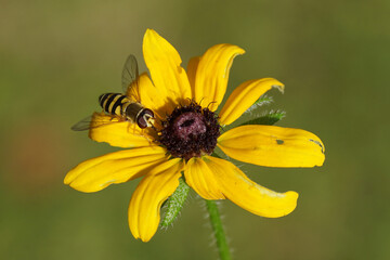 Closeup female hoverfly Syrphus, family Syrphidae on a yellow flower.. Faded Dutch garden. Summer, September