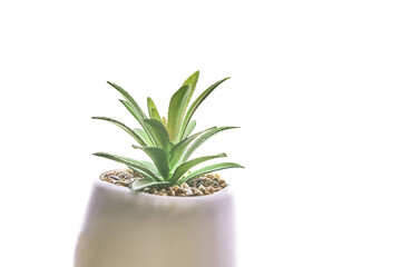 Close-up of a green succulent plant in a modern round planter, highlighted on a white background.A fashionable houseplant with sandstones. High quality photo