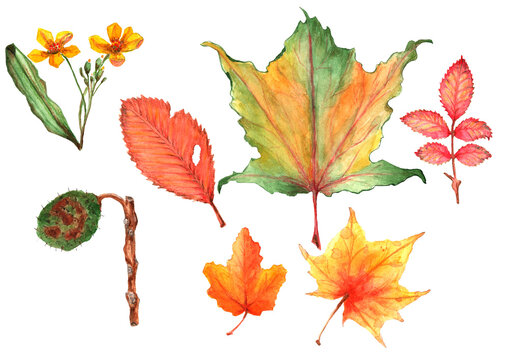 Set of autumn leaves. All elements are painted with watercolors.