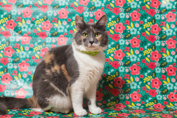 Gata calico femenina - Gata hembra tricolor