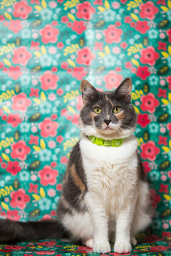 Gata calico femenina - Gata hembra tricolor