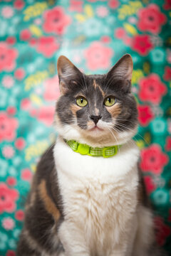 Gata calico femenina - Gata hembra tricolor