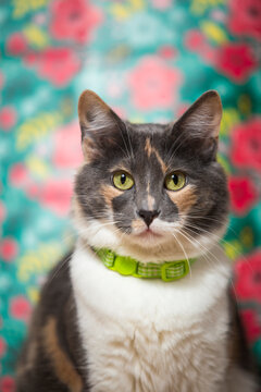 Gata calico femenina - Gata hembra tricolor