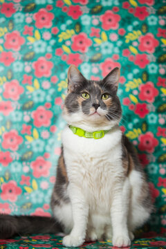 Gata calico femenina - Gata hembra tricolor