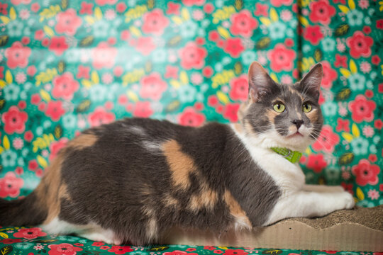 Gata calico femenina - Gata hembra tricolor