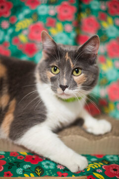 Gata calico femenina - Gata hembra tricolor