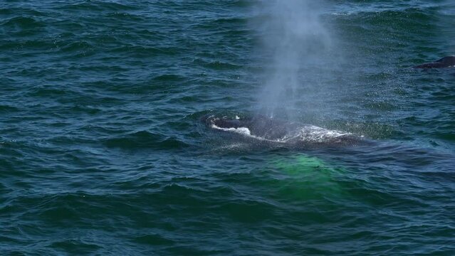 humpback whale eating in cape cod whale watching flipping slapping