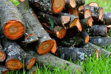 The sawn trunks of the branches of an old tree are piled up on the green grass. gray lichens on the bark. cut of the tree. Annual rings on wood. The old tree is sawn for firewood. selective focus