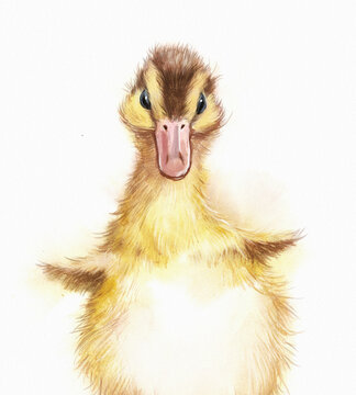 Watercolor illustration of a small fluffy duck chick, duckling, gosling on a white background