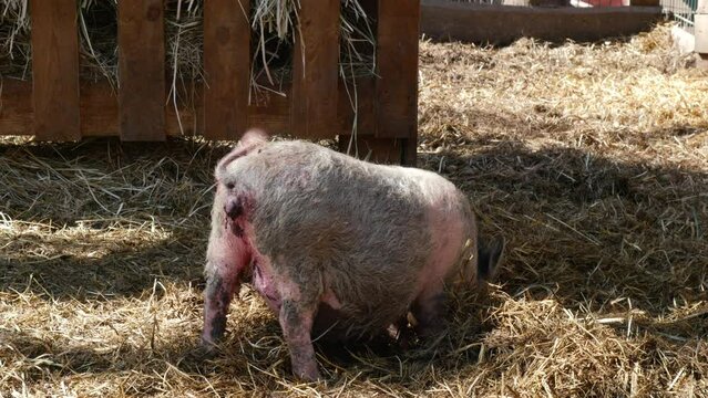 Adult, fat, dirty pig on a farm. Breeding pigs for meat, pig breeding. Industrial animal husbandry.