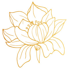 Golden Lotus iisolated on white background. Hand drawn vector illustration for wedding invitations, greeting cards and witchcraft.
