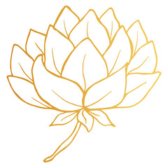 Golden Lotus iisolated on white background. Hand drawn vector illustration for wedding invitations, greeting cards and witchcraft.