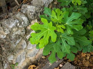 ivy on the wall