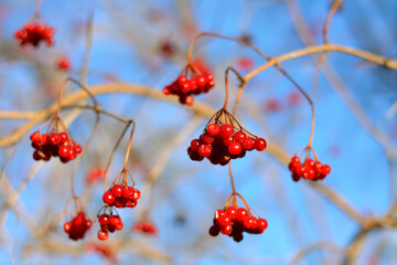 viburnum fruit on a branch in autumn against the background of the sky