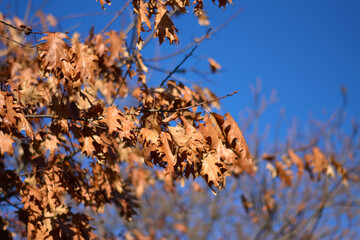 dry oak leaves on a branch on the background of the sky