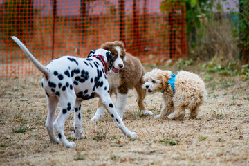 Spielende Hunde in der Hundeschule - Welpenschule