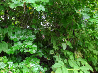 a spider sits in the center of a web among green leaves