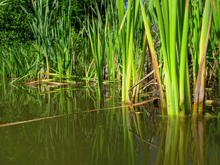 green reed mace stems in water
