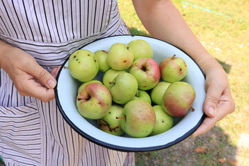 Woman farmer with freshly picked green apples in a blue enamel basin. The concept of agriculture and gardening. Autumn fresh harvest. Apple orchard.