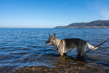 Fototapeta na wymiar A young German Shepherd in a lake. Sable colored working line breed. Blue water and mountains in the background