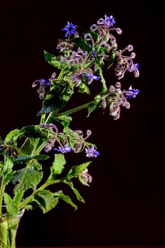 Vertical closeup of a Borage flower with fuzzy stema in the black background