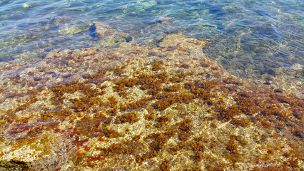Fototapeta na wymiar Low tide and clear sea water near the shore
