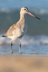 The bar-tailed godwit (Limosa lapponica) at the beach.