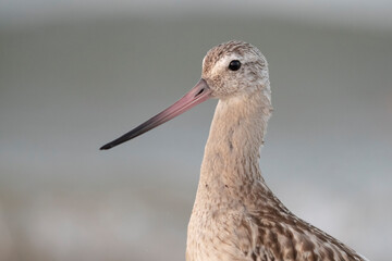 The bar-tailed godwit (Limosa lapponica) at the beach.