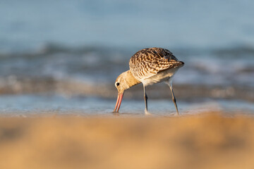 The bar-tailed godwit (Limosa lapponica) at the beach.