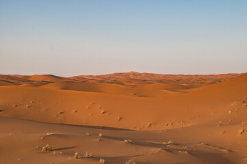 Fototapeta na wymiar Dunes in the Sahara desert at sunset, the desert near the town of Merzouga, a beautiful African landscape
