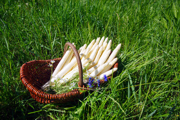 Fresh raw white asparagus with herbs and flowers offered as close-up in a basket outdoor at a green...