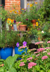 Fototapeta na wymiar Wildlife friendly suburban garden with pink sedum flowers in foreground, container pots, flowers and greenery. Photographed in Pinner, northwest London UK.