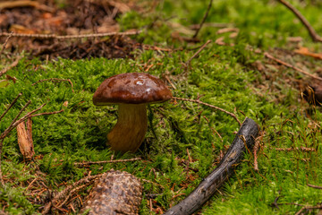 Boletus in spruce and pine tree forest in summer hot day