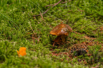 Boletus in spruce and pine tree forest in summer hot day