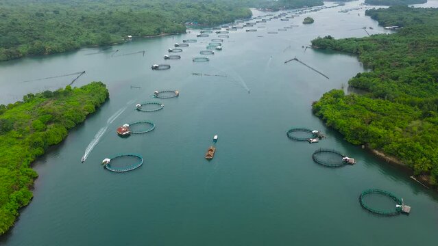 Aerial view of fish ponds for bangus, milkfish. Fish farm, top view. large scale traditional floating fish farms.