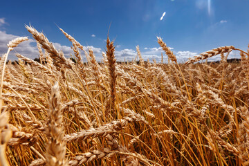 Fototapeta na wymiar Background ripe golden wheat field with blue sky sunlight summer day, wide view