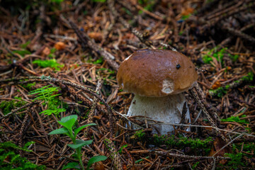 Boletus in spruce and pine tree forest in summer hot day