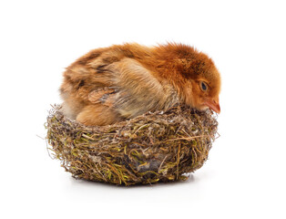 Obraz premium Chicken in the nest.