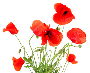 Red poppy flowers.